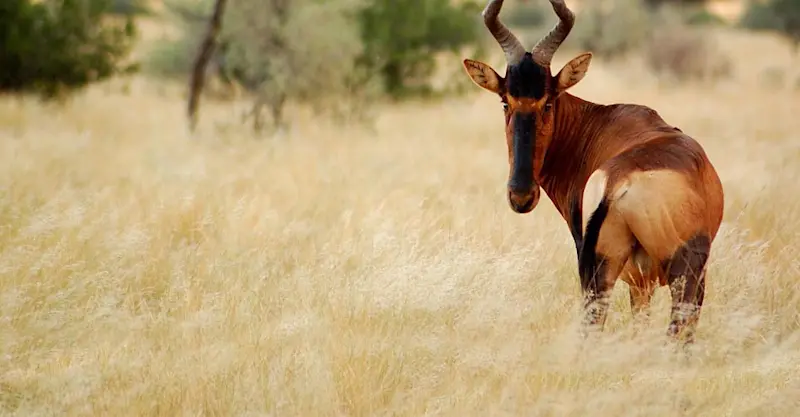 Red hartebeest, Tswalu Kalahari Reserve, South Africa.
