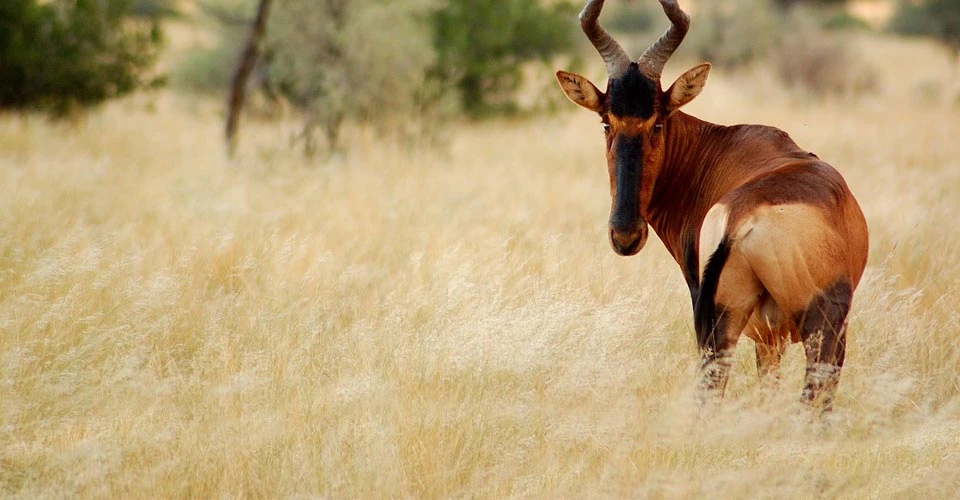 Red hartebeest, Tswalu Kalahari Reserve, South Africa.