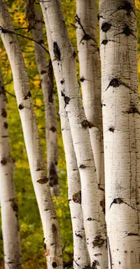 Aspen trees