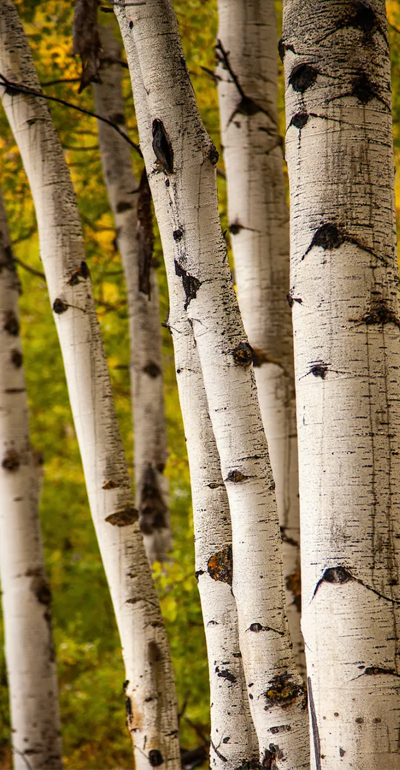 Aspen trees