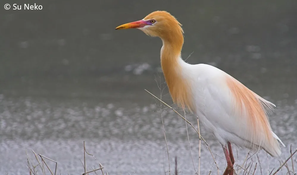 Beforeyougo|Galapagos|Birds|Cattle Egret Su Neko - Copy