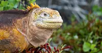 Land iguana, Galapagos Islands