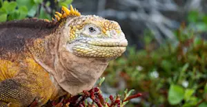 Land iguana, Galapagos Islands