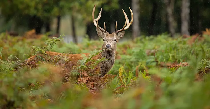 Red deer stag, Scottish Highlands, Scotland.