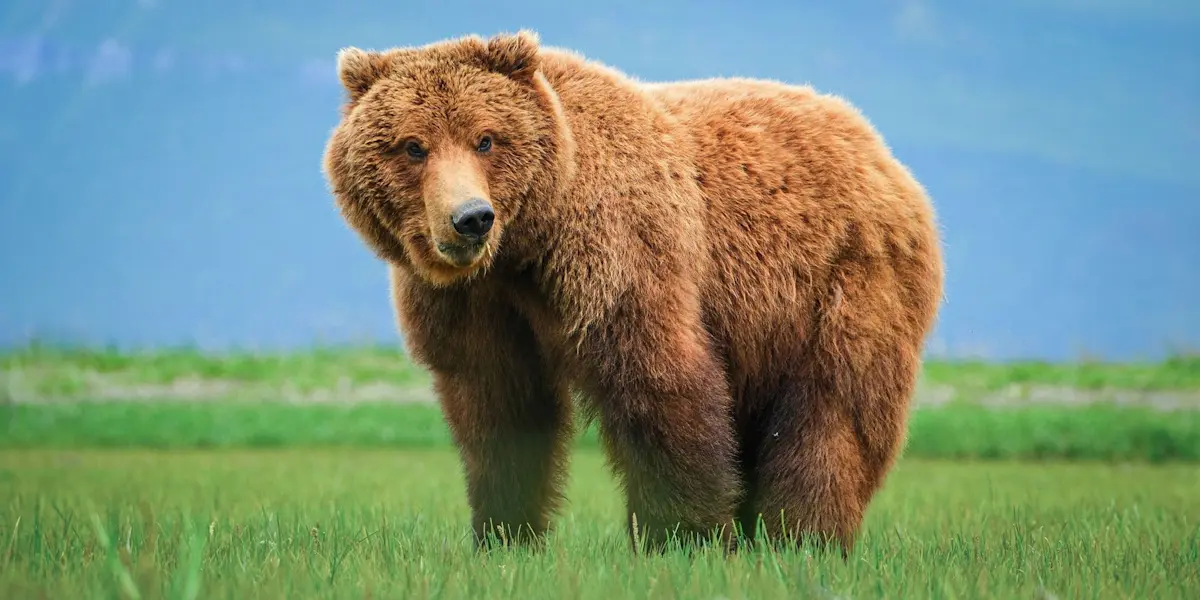 Brown bear, Nat Hab's Alaska Bear Camp, Lake Clark National Park, Alaska.