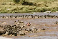 An incredible river crossing in the Serengeti.