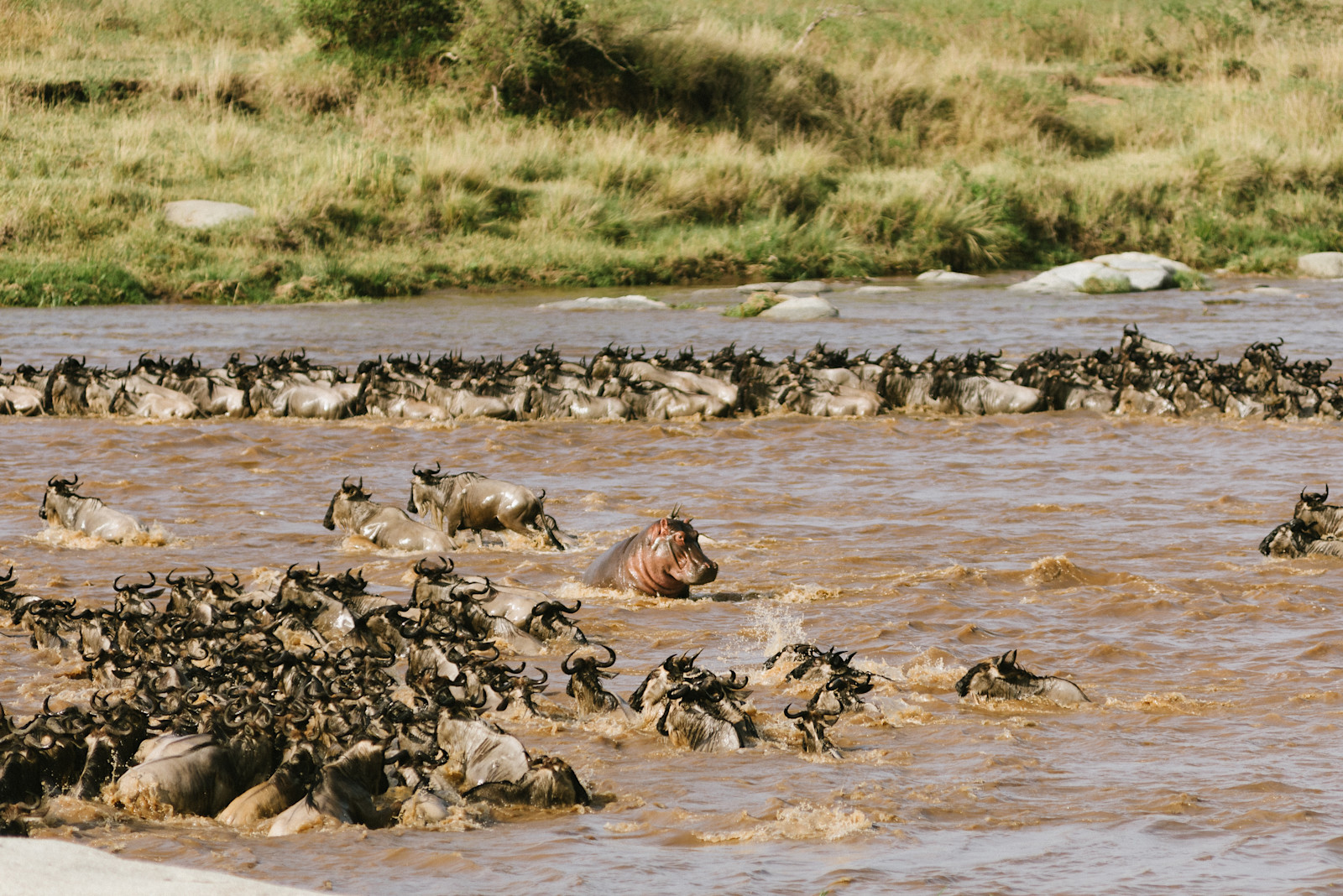 An incredible river crossing in the Serengeti.