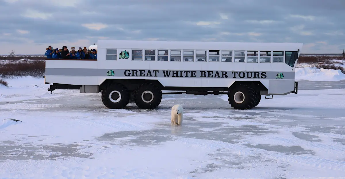 Watching people watching bears in Churchill