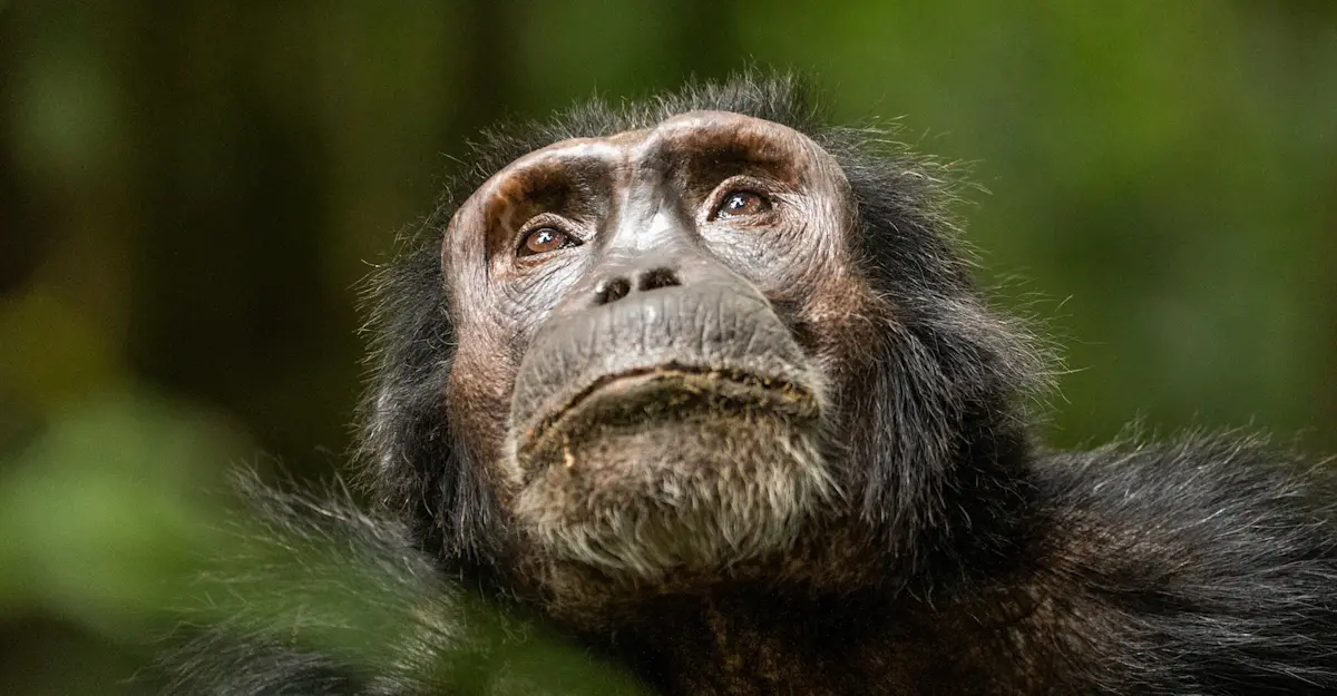 Chimpanzee.