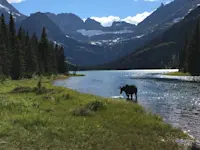 A close moose encounter, Glacier National Park, Montana. 