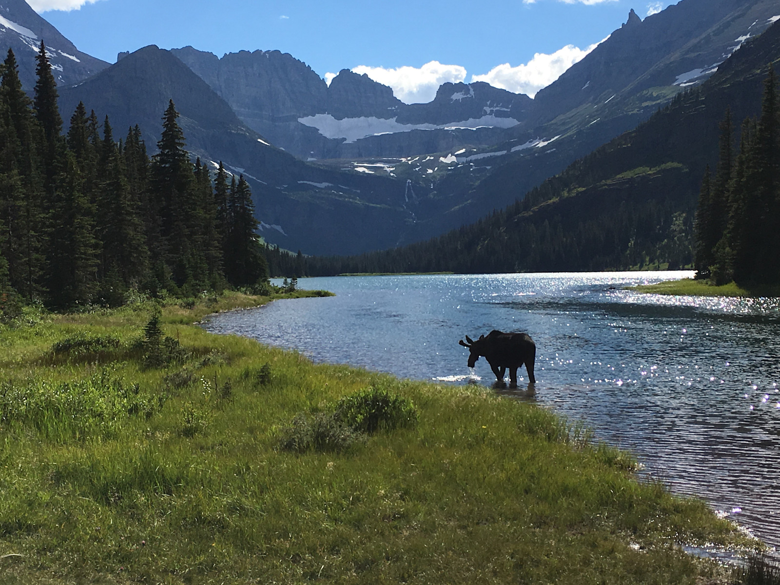 A close moose encounter, Glacier National Park, Montana. 