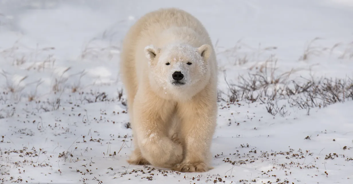 A polar bear cub walks on the snowy tundra in Churchill, Manitoba Canada