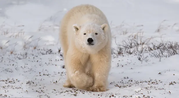 A polar bear cub walks on the snowy tundra in Churchill, Manitoba Canada