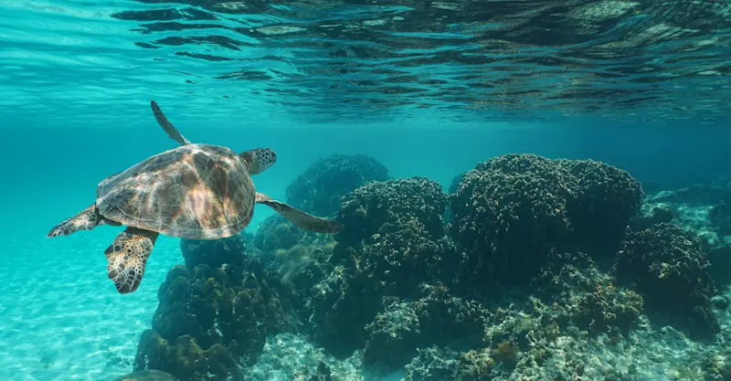 Green sea turtle, Playa Grande, Costa Rica.
