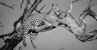 Slideshow Thumbnail 6 of 12