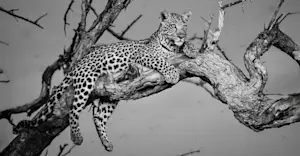 Slideshow Image Thumbnail 6 of 12