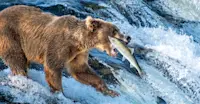 Bear catching salmon at Brooks Falls, Katmai National Park & Preserve, Alaska.