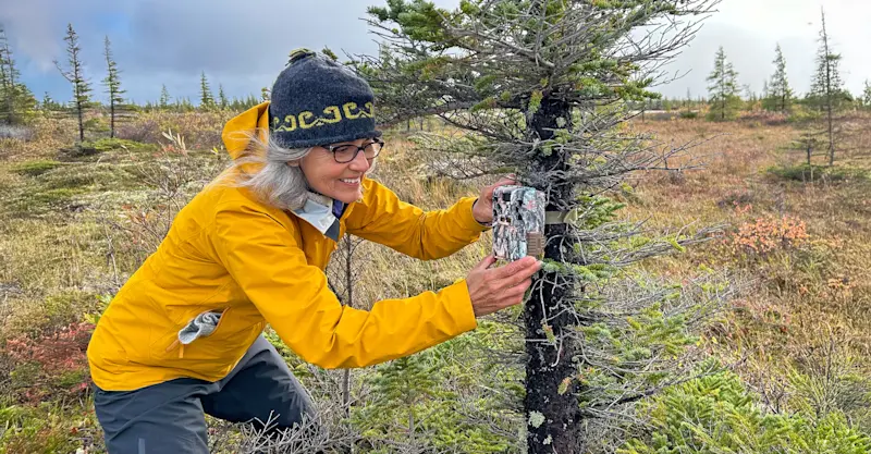 Earthwatch guest setting up a camera trap, Churchill, Manitoba, Canada.