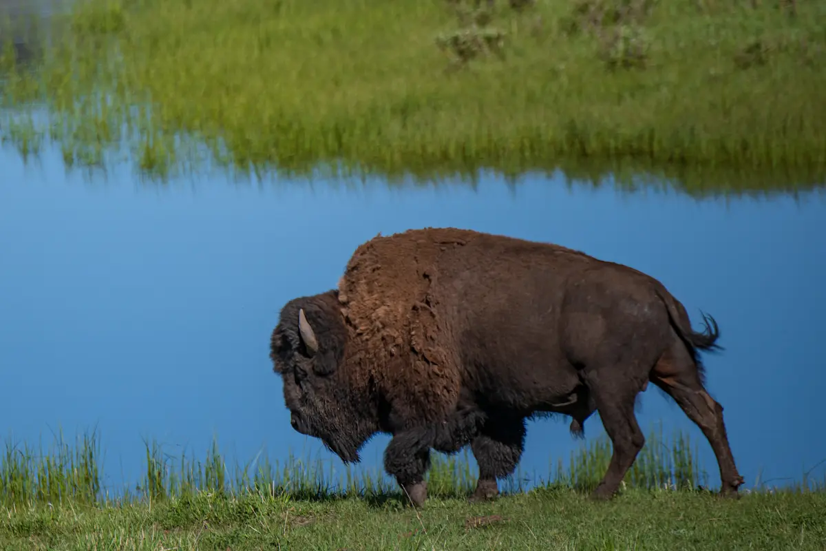 Bison, Yellowstone National Park.