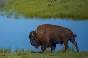 Bison, Yellowstone National Park