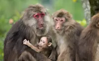 Rhesus macaques, Wild Panda Nature Reserve, China.