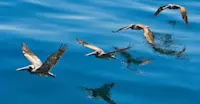Brown pelicans, Sea of Cortez, Mexico.