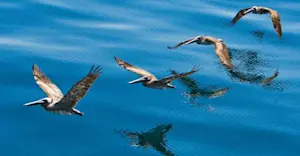 Brown pelicans, Sea of Cortez, Mexico.