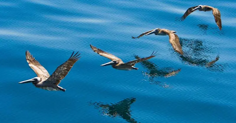 Brown pelicans, Sea of Cortez, Mexico.