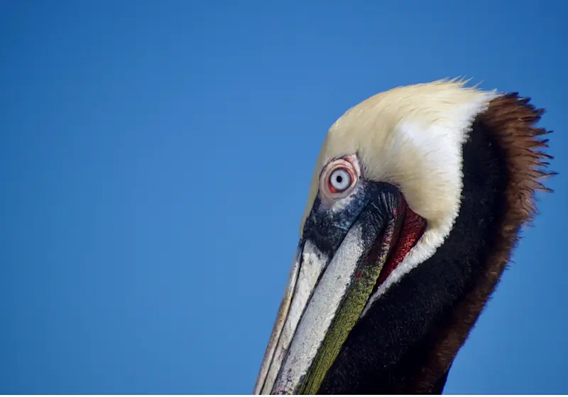 Spotting the details of a pelican up close in Baja, Mexico.