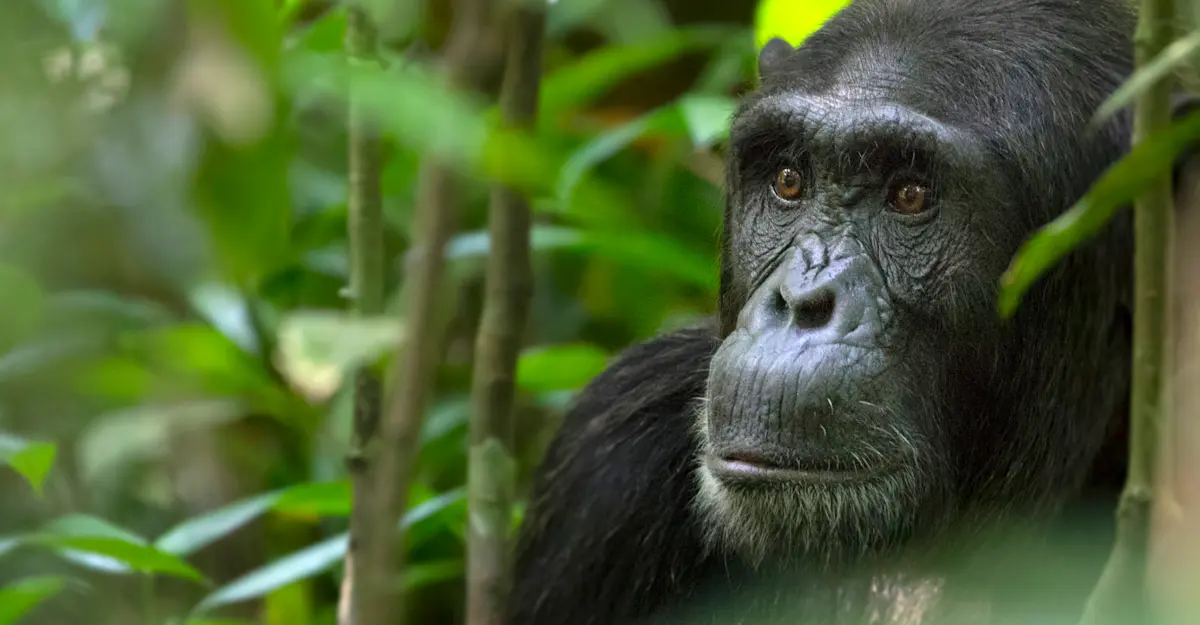 Chimpanzee, Kibale National Park, Uganda.