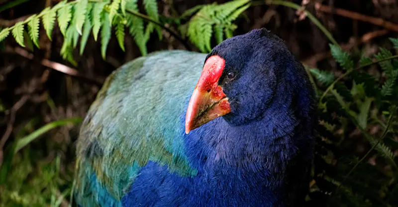 Takahe, New Zealand.