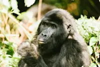 Gorilla trekking in the Bwindi Impenetrable Forest of Uganda.