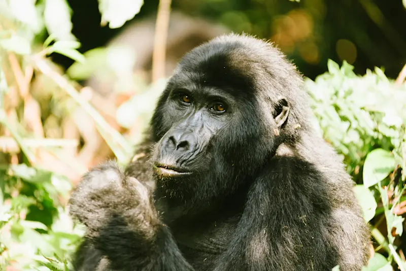 Gorilla trekking in the Bwindi Impenetrable Forest of Uganda.