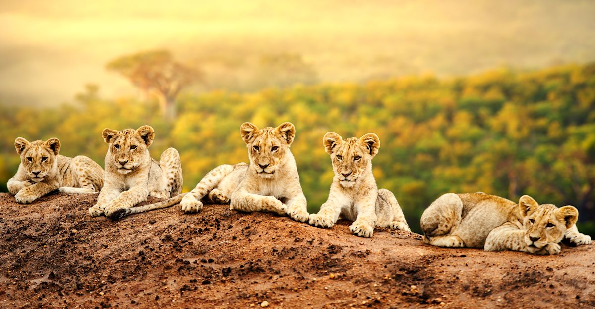 Family Safari Holidays in Botswana: Tailored for Australian Families - Planning Your Family Safari in Botswana