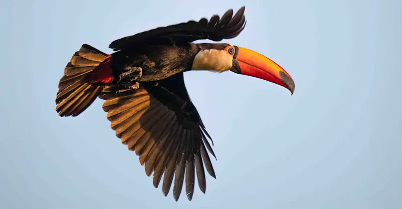 Toucan, Pantanal, Brazil.