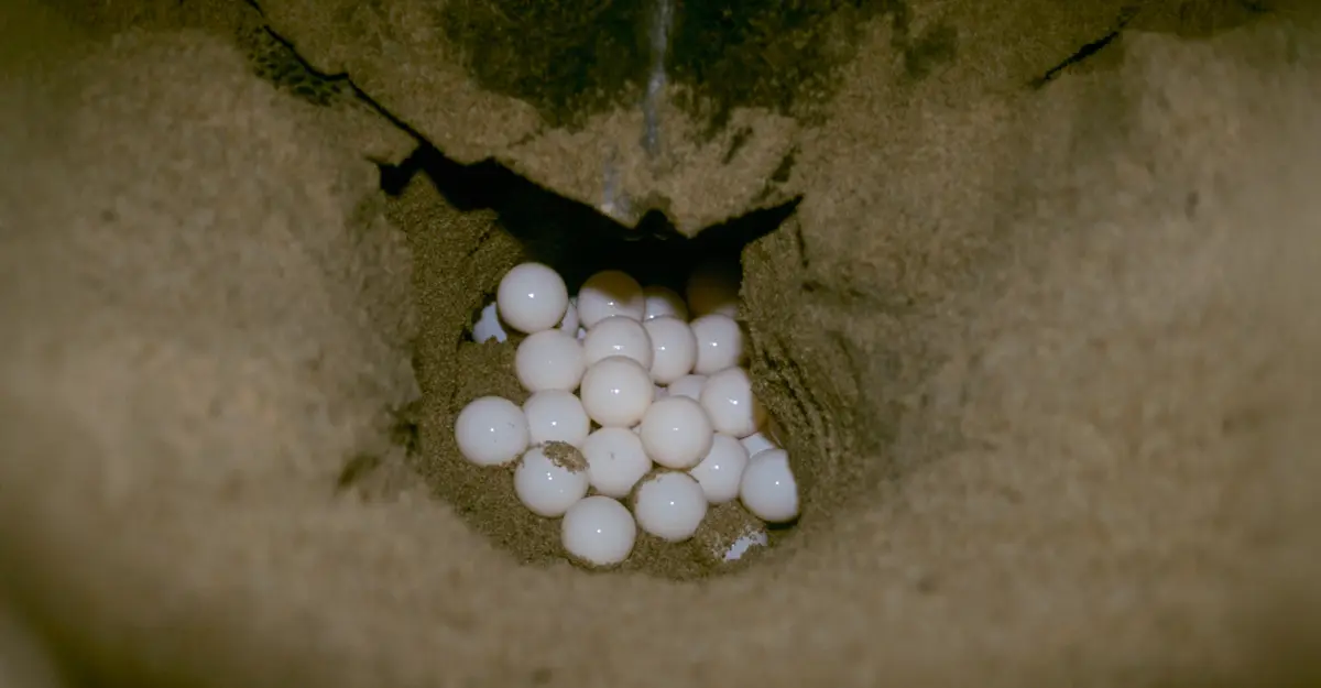Sea turtle eggs, Punta Islita, Costa Rica.