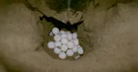 Sea turtle eggs, Punta Islita, Costa Rica.