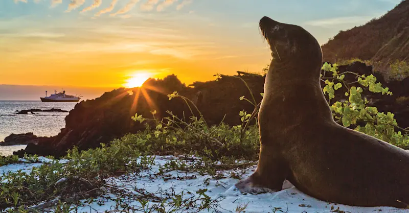 Galapagos sea lion, Santiago Island, Galapagos, Ecuador.