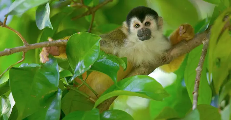 Squirrel monkey, Tiskita Jungle Lodge, Costa Rica.
