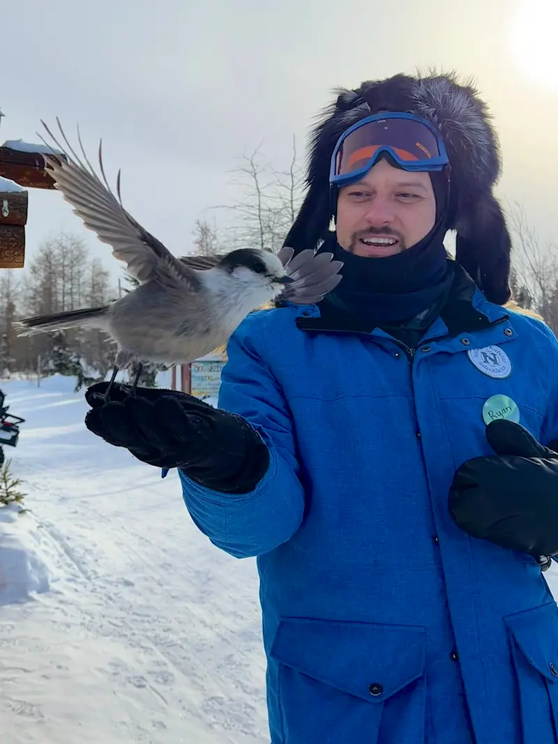 Meeting friendly Canada jays at the local dog yard in Churchill, Manitoba.