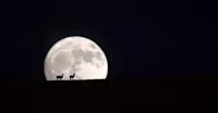 Tibetan Gazelle by Moonlight
