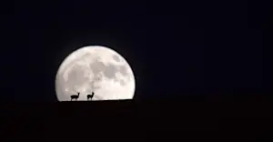 Tibetan Gazelle by Moonlight