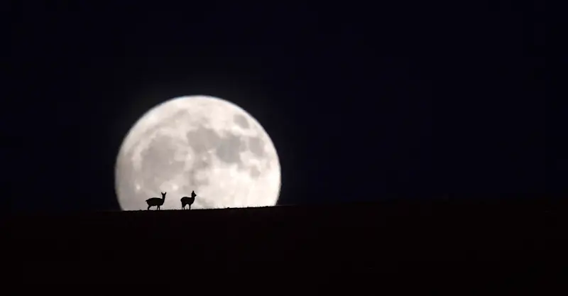 Tibetan Gazelle by Moonlight