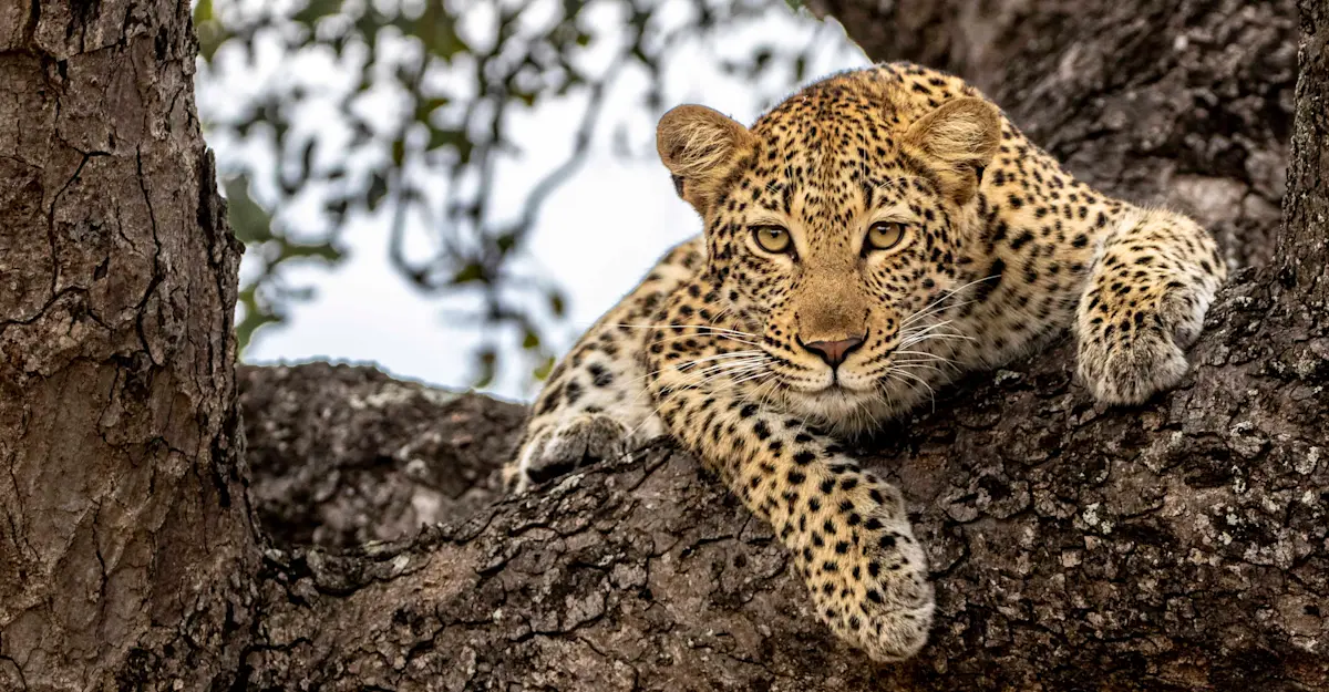 Female Leopard, Sabi Sands, South Africa.