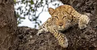 Female Leopard, Sabi Sands, South Africa