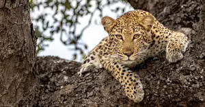 Female Leopard, Sabi Sands, South Africa