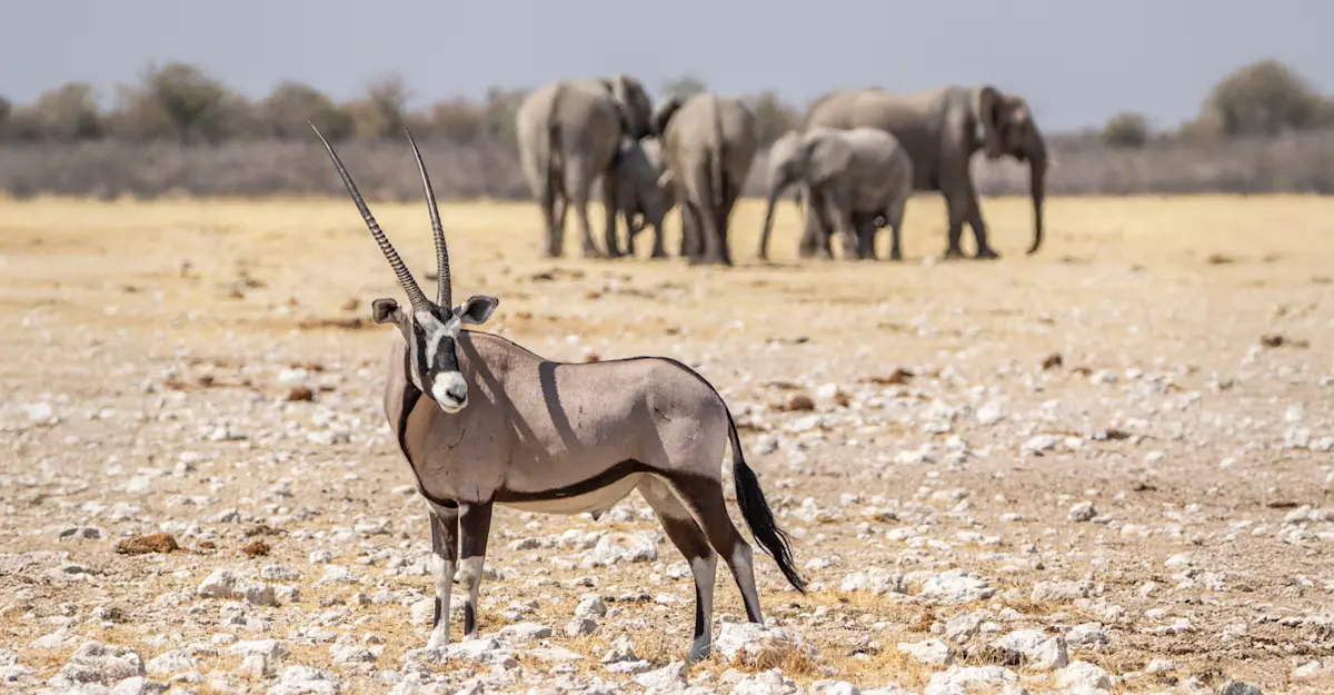 Gemsbok, Etosha National Park, Namibia.