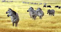 Zebra and wildebeest, Ngorongoro Crater, Tanzania.