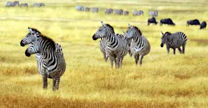Zebra and wildebeest, Ngorongoro Crater, Tanzania.