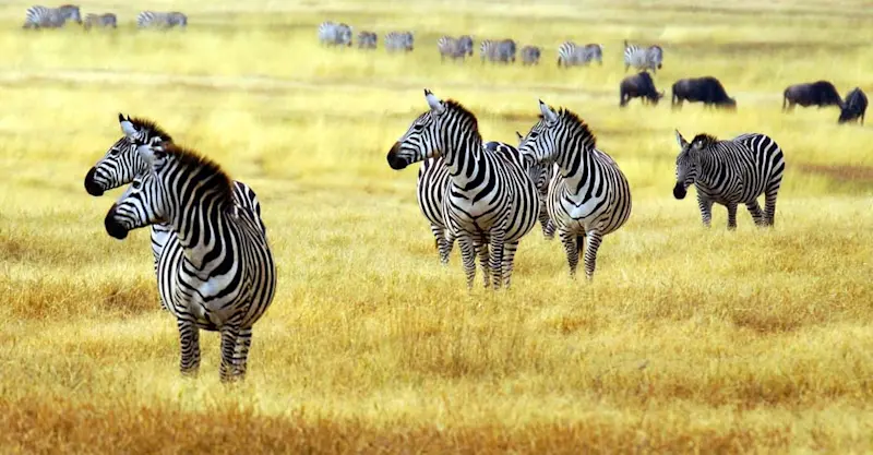 Zebra and wildebeest, Ngorongoro Crater, Tanzania.